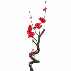 ΑΜΥΓΔΑΛΙΑ ΚΟΚΚΙΝΗ 40ΕΚ